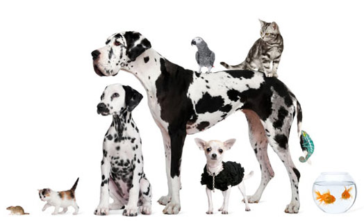 Pas, izbor, društvo