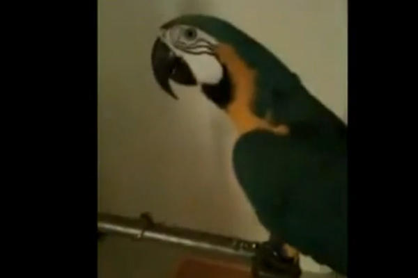 papagaj, psovke, policija, cinkanje, papagaj