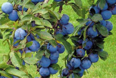 voće, povrće, starenje, šljive, Suhe šljive, laksativni učinak, ljekovita svojstva, ljekovita djelovanja , šljive, zdravlje