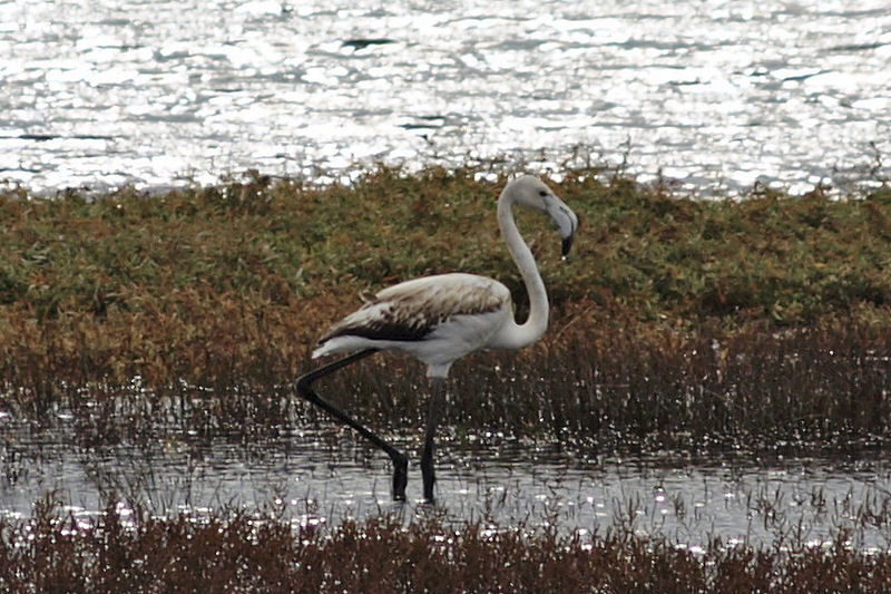 čudo, Neretva, Metković, Flamingo