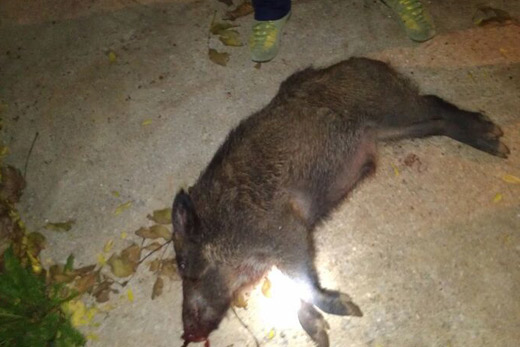 Mostar, Ilići, divlja svinja