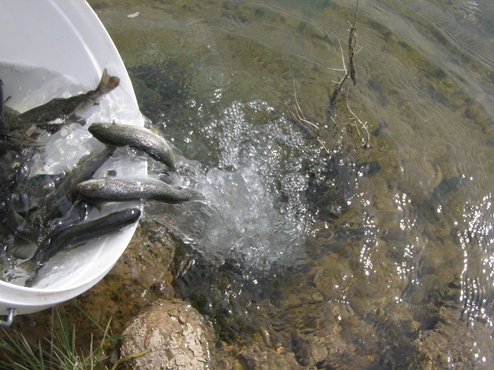 ribolov, Neretva, poribljavanje