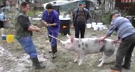 svinjokolja, Hercegovina