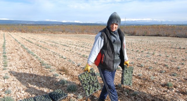 smilje, Hercegovina, plantaža