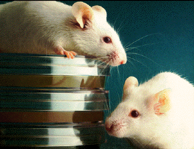 mišija groznica, epidemija, broj oboljelih, glodavci, mišija groznica, epidemija