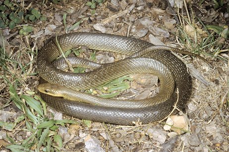 BIH, kiše, zmije, oprez, zmije, glodavci, zmije, oprez, Hercegovina