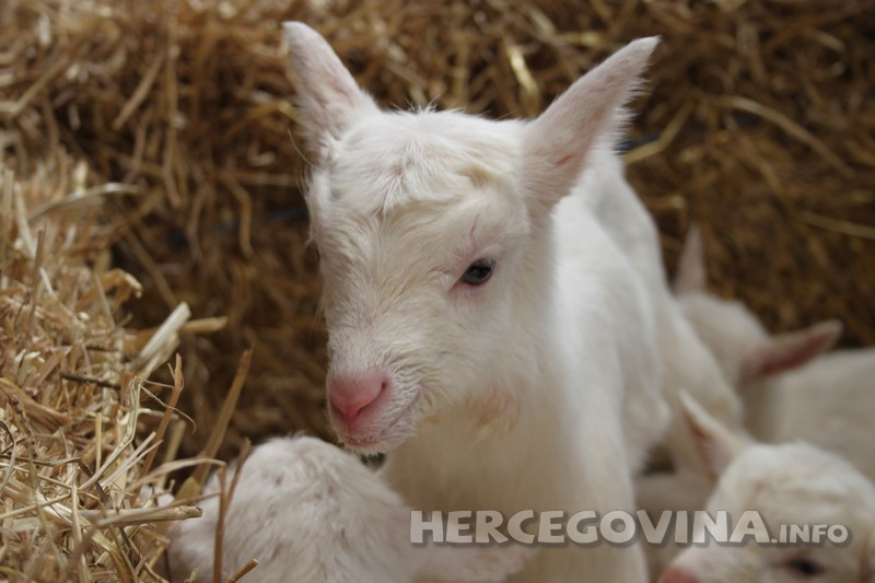 Q groznica, Tomislavgrad, koze