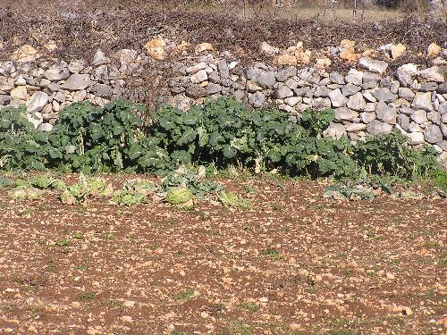 raštika, zdrava hrana, raštika, hrana, raštika, Posušje
