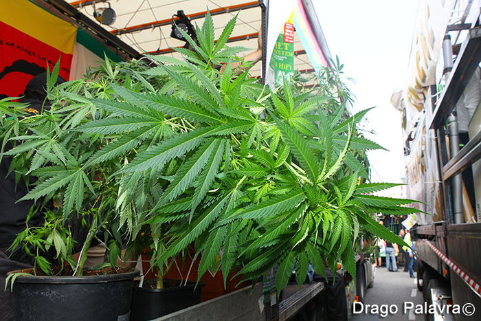 trgovina drogom, marihuana, skunka, Kanabis, Inicijativu za referendum, uživanje marihuane, marihuana, Kanabis, marihuana, Dan kanabisa, marihuana, uzgajalište trave, indijska konoplja, marihuana, ljekovitost