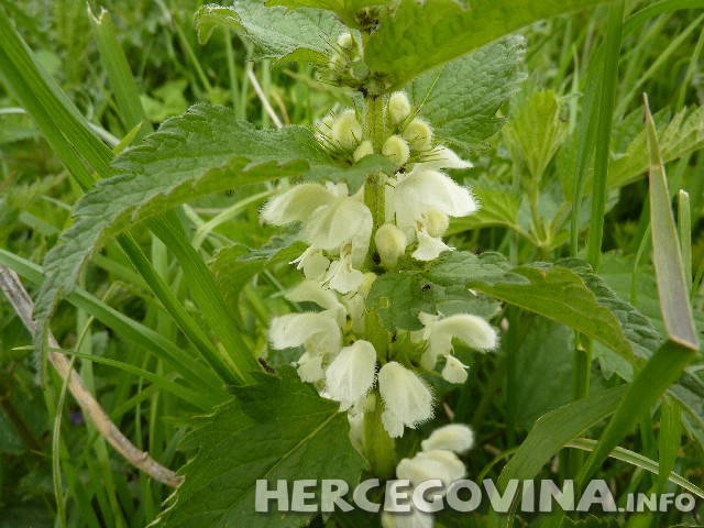 kopriva, krv, Čaj od koprive, željezo,  količina željeza, ljekovito bilje, bolesti krvi, kopriva, Ljekovito, ljekovito bilje, Ljekovito djelovanje, Čaj od koprive, dijuretik, kopriva, ljekovito bilje, obiluje vitaminima , bogata vitaminima i vlaknima, anemija, čaj, kopriva