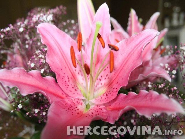 korisne kućne biljke, cvijeće, Carske begonije, ljubičice, cvijeće, biljke, biljke koje donose sreću