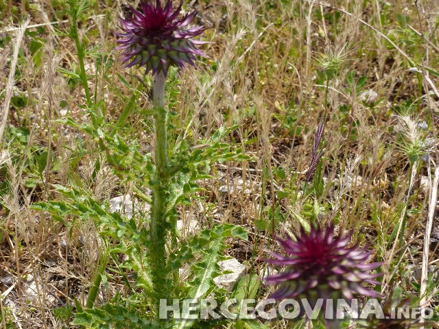 Čičak, ljekovito bilje, ljekovita svojstva, korjeni i listovi, Čičak, ljekovita svojstva, ljekovita biljka, ljekovita djelovanja , čisti i jača krv