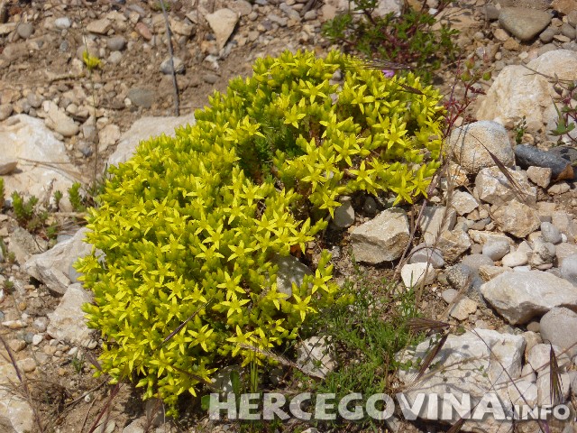 kadulja, lavanda, smilje, gospina trava, ljekovito bilje, Ljekovito djelovanje