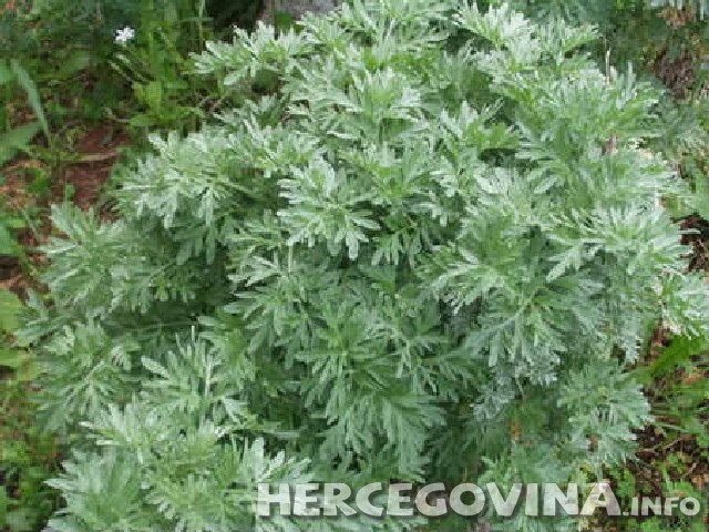 Pelin, ljekovita svojstva, ljekovito bilje, Ljekovito djelovanje, Pelin, oboljenje želuca, Halucinogeno piće, ljekovita biljka, ljekovita djelovanja 