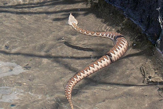 zmije, otrov, serum, poskok, ugriz, Neum, poskok, smrt