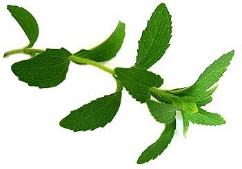 stevija, bolesti današnjice, povišeni krvni tlak, osteoporoze, povišene razine kolesterola, ekstrakt stevije