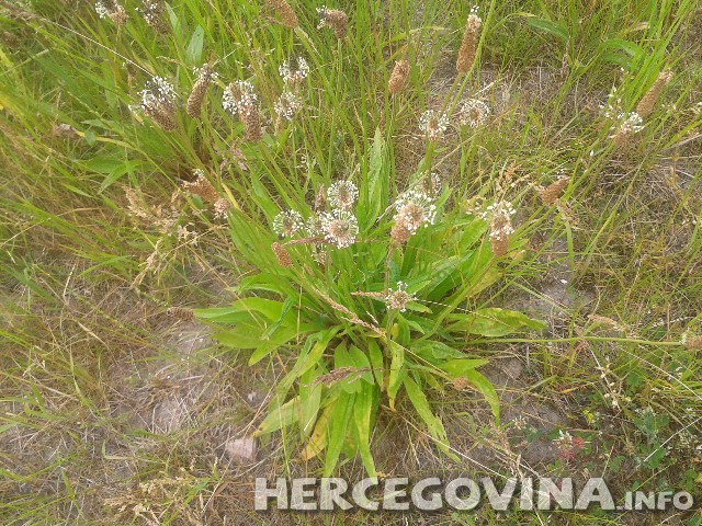 Bokvica, ljekovita biljka, Ljekovito djelovanje, liječi kašalj, Čisti krv, pluća i želudac