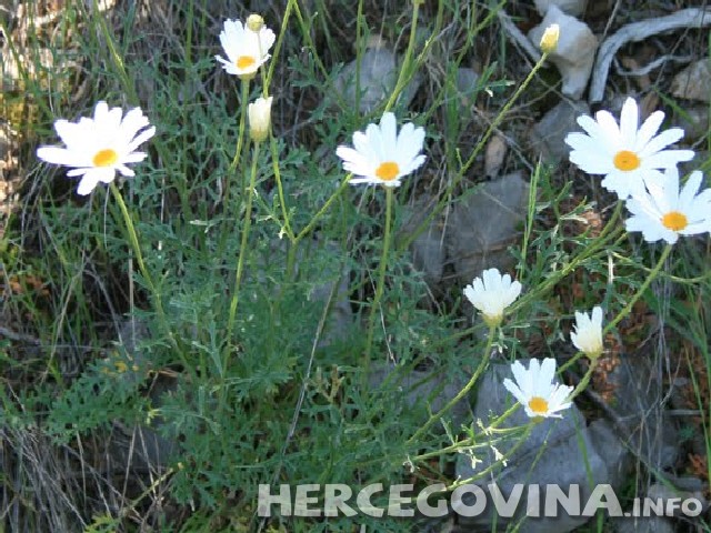 insekticidna aktivnost, Piretrin, prirodni insekticid, cvijet buhača, dalmatinski buhač, zaštita protiv buha