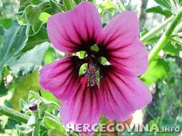 Sljez divlji, Divlji sljez, ljekovito bilje, ljekovitost, Ljekovito djelovanje