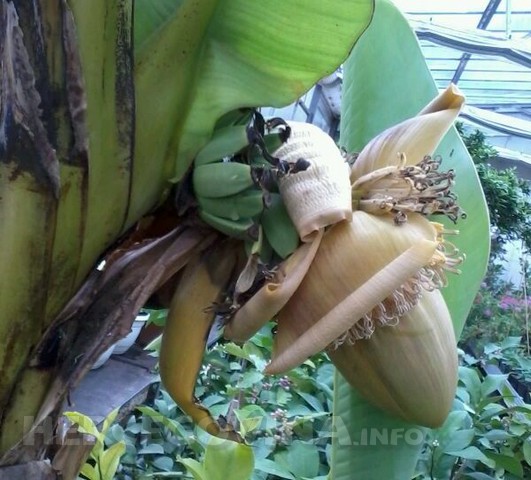 banane, lijek, šećer, visoki krvni tlak