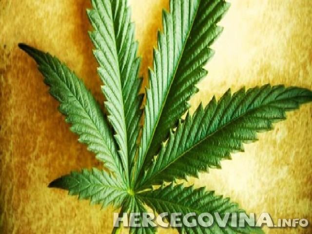 Kanabis, proizvodnja i promet drogama