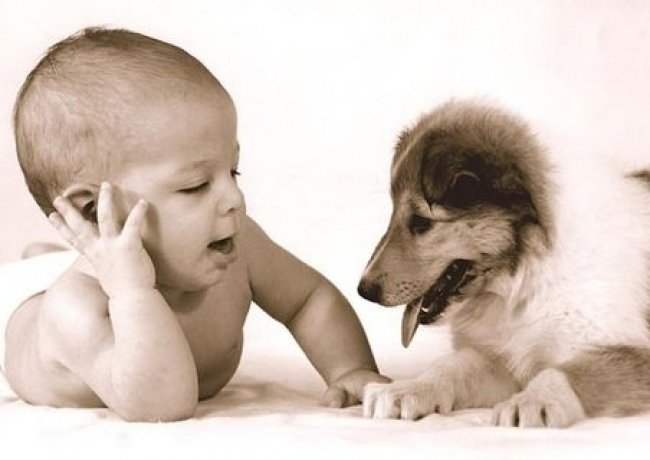 kućni ljubimci, zdravlje, psi, mačke,  znanstvena otkrića , znanstvenici, Pas, kućni ljubimci, kućni ljubimci, protiv depresije, depresije