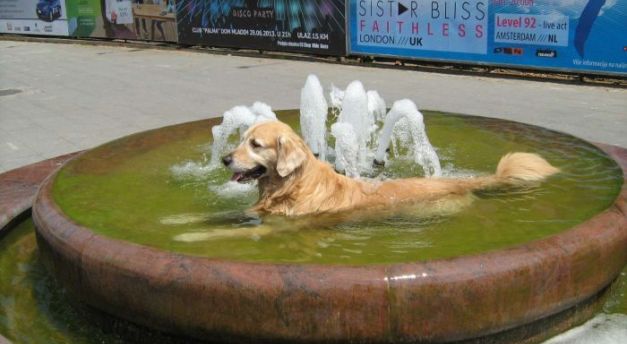 najvjerniji pas, huachito, vlasnik