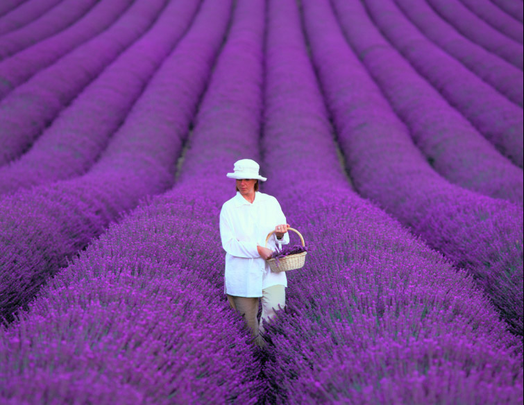 lavanda