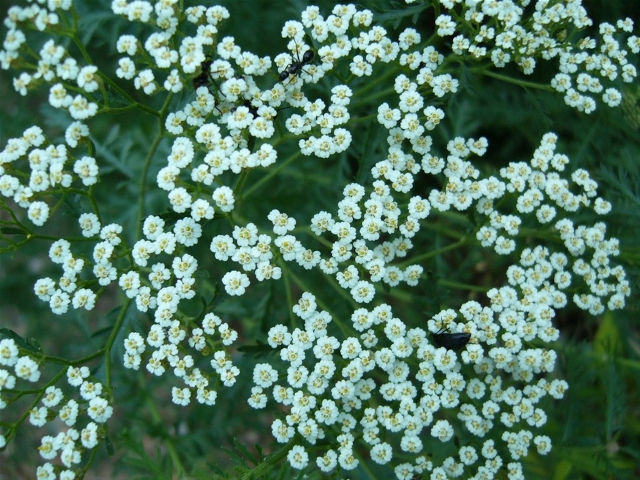 Stolisnik (Achillea millefolium), hajdučka trava, ljekovito bilje, Ljekovito djelovanje, ljekovita svojstva, bolne menstruacije,  potiče znojenje, liječi proširene vene , hemoroidi