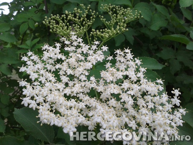 BAZGA, prehlada, napitak, recept, sok od zove, BAZGA, Zova, sirup od bazge, recept, kopriva, BAZGA, Zova, domaći sok, džin-bazga, recept