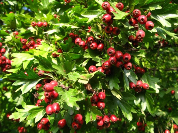 glog, protuupalno i antioksidativno, Ljekoviti sirup, ljekovita biljka, ljekovita svojstva, arterioskleroza, bijela drača, bijeli trn, glog, zdravlje, štiti od infarkta