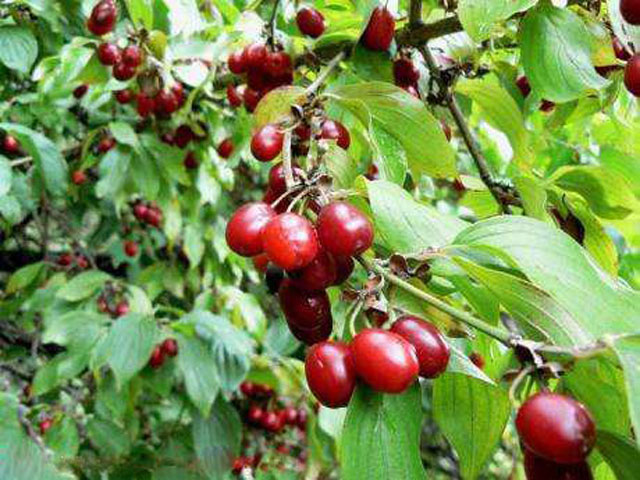 drenjak, drenjina, ljekovita biljka, Ljekovito djelovanje, bolesti bubrega, dijabetes, drenjina, trigleciridi, ljekovita svojstva, ljekovita biljka, krv