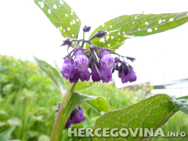 gavez, Korijen gaveza, hemoroidi, liječenje varikoznog čira, ljekovito bilje, ljekovite kreme, Oteknuća članaka, gavez, Korijen gaveza, kontuzija, podljev, prijelom kostiju