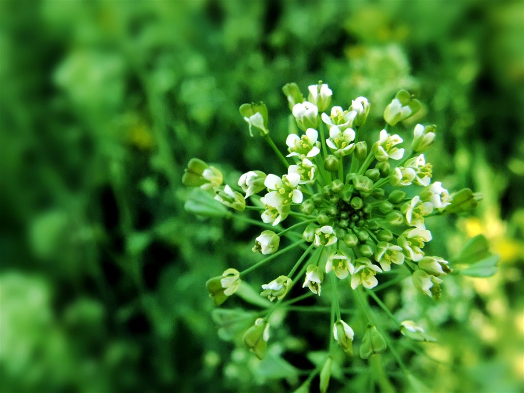 rusomača,  kupke od kuhinjske soli, ekstrakt rusomače, ljekovito bilje