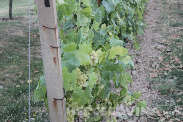 Brotnjo, berba, Berba grožđa