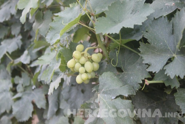 Kemoterapija, grožđe