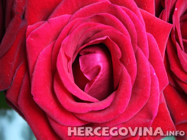 ruža, sirup, domaći sirup