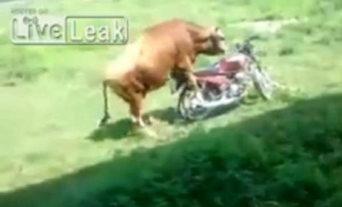 motociklo, bik, krava
