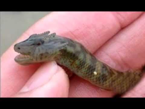 nepoznate vrste životinja, životinje, ‘tv životinje', fenomeni