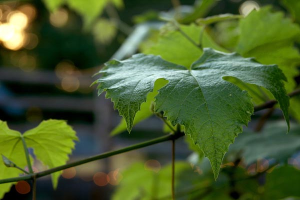 vinova loza, grožđe, lišće vinove loze