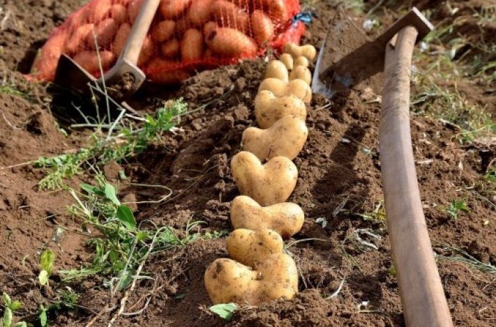 Duvanjsko polje, krumpir