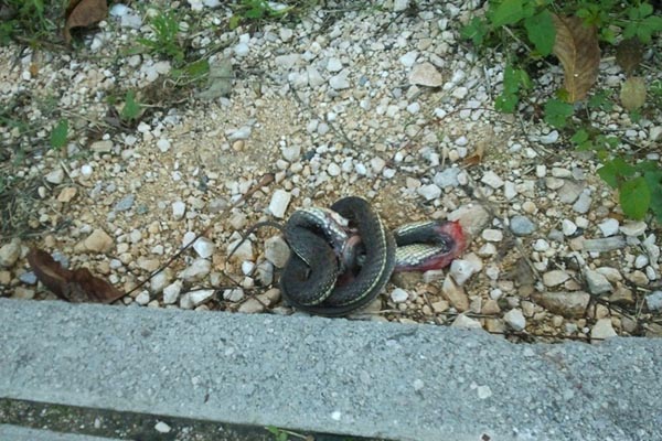 zmija, bare, mostarsko šetalište, zmije, jesen, lijepo vrijeme