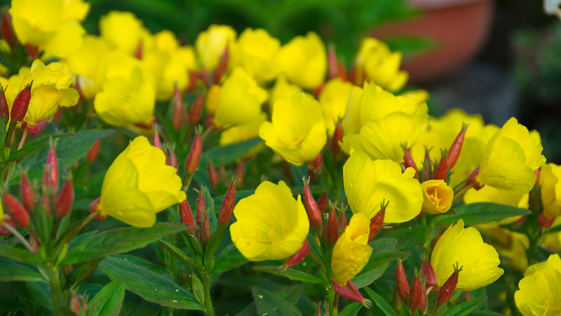 Noćurak, ulje, alfa-linolenska kiselina, gama-linolenska kiselina, štite od srčanih oboljenja, krvarenja u mozgu, visokog krvnog tlaka, pretilost, podržava funkciju imuniteta, u slučaju hiperaktivnosti, multipla skleroza, pomaže ženama u menopauzi, psorijaza, neurodermitis, cvijeće, Hercegovina, Svi sveti, Dušni dan, cvijeće, poklon