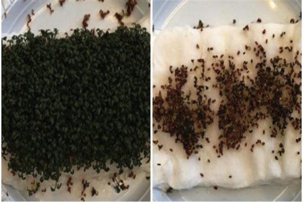 eksperiment, učenice iz Danske, zračenje