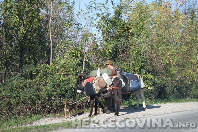 francuzi, magarci, Čapljina