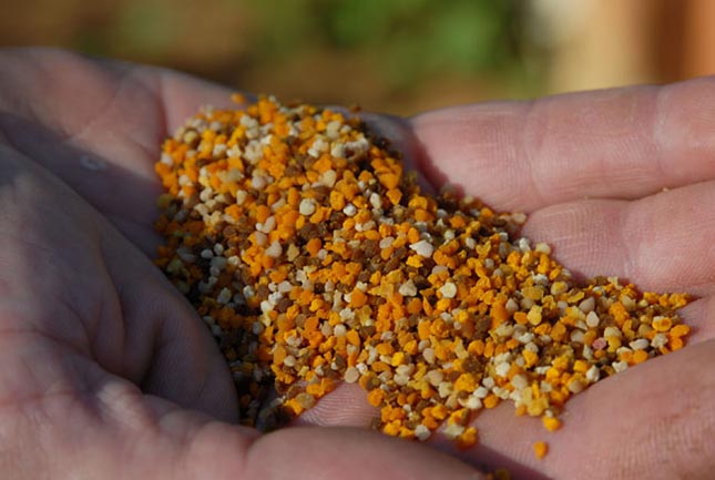 djelovanje pčelinjeg peluda, Ljekovito, vitamin c,  Vitamin E, kalcij, željezo, prirodni antibiotik, depresija, dijabetesa, djelovanje pčelinjeg peluda, recept