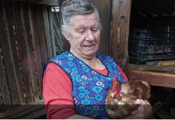 kokoš, pijetao, dvospolac, pero iz donje dubrave