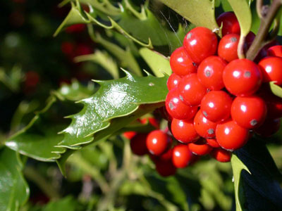 Božikovina, ljekovito bilje, ljekovita svojstva, plodovi biljke otrovni, bolesti jetre, otekli limfni čvorovi, bolesti dišnih organa, visoke temperature
