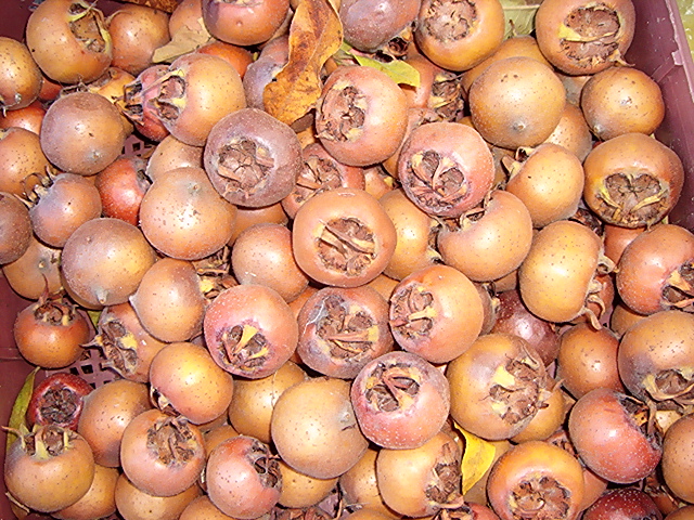 grmoliko drvo, mušmula, divlja kruškica, pučka medicina, ljekovita svojstva, laksativ, zaustavljaju krvarenja, kožne ozljede, tanin, vitamin c, pektin, limunska i vinska kiselina, čaj