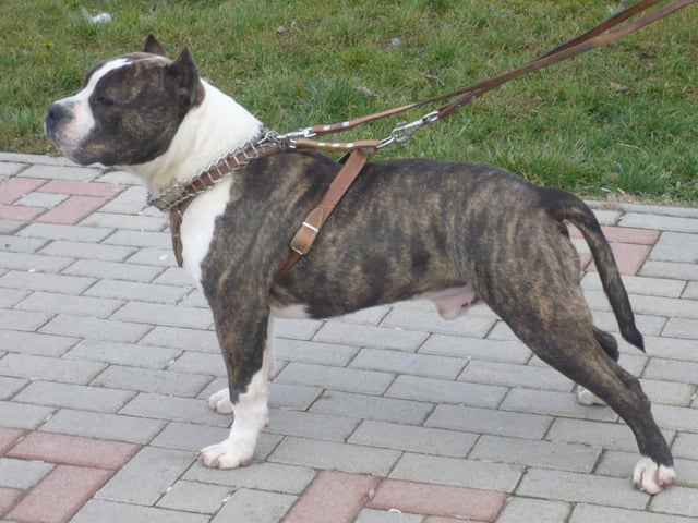 lakše ozlijeđeni, Staffordshire Terrier, napad pasa, KBC Osijek